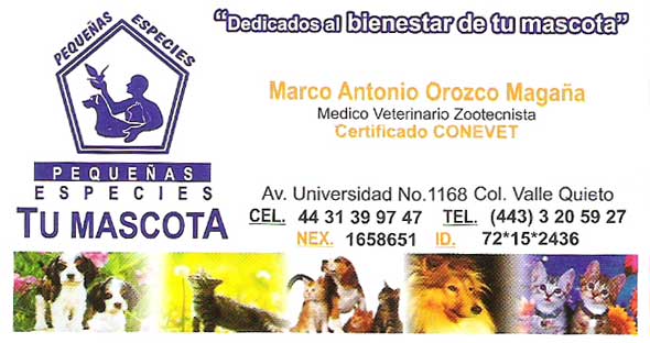 Clinica Veterinaria Peque As Especies Tu Mascota En Morelia